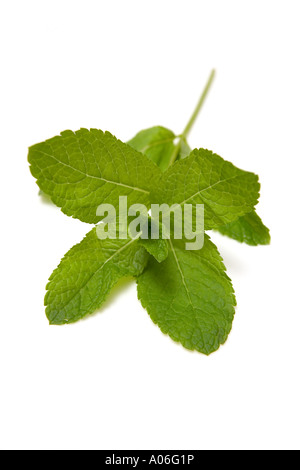 Feuille de menthe isolated on a white background studio. Banque D'Images