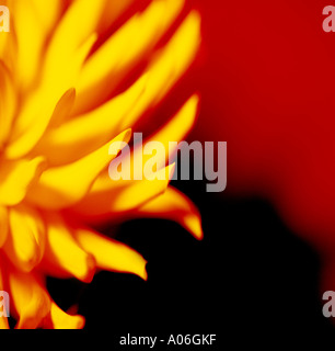 Fleur jaune sur fond rouge Banque D'Images