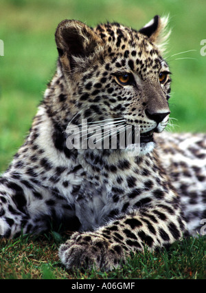 Les jeunes Persian leopard Banque D'Images