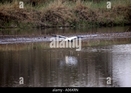 Cigogne en bois en provenance d'un étang Banque D'Images