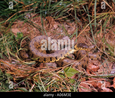 Couleuvre à collier Natrix natrix Banque D'Images