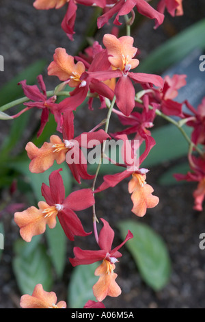 Orchid Fire Coral Banque D'Images