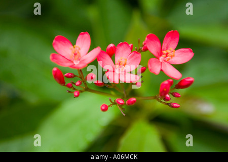 Jatropha integerrima, communément appelées fleurs peregrina, Ko Samui, Thaïlande. Banque D'Images