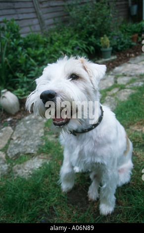 Portrait de chien bâtard Banque D'Images