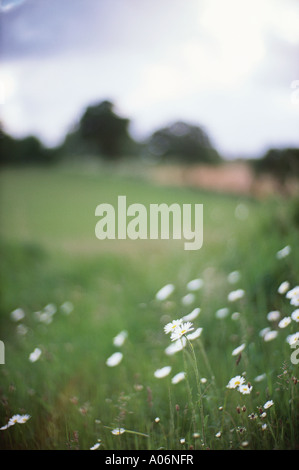 Les marguerites blanches à côté du chemin de l'Angleterre Norfolk nr Walsingham Banque D'Images