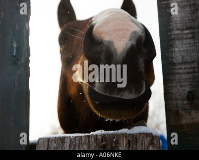 Tout droit sur les chevaux de tête avec un pic à travers fence Banque D'Images