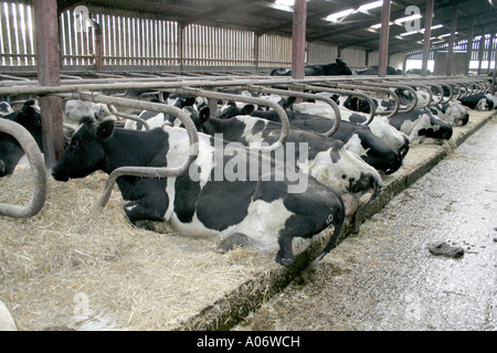Les vaches en lactation frison en armoire sur une ferme de Cheshire Banque D'Images