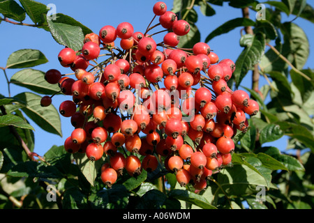 Rosa helenae hanches pendant le mois de novembre Banque D'Images