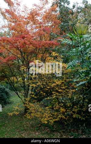 Acer palmatum et mahonia Lionel Fortescue mi novembre Holbrook Devon Le Jardin Banque D'Images