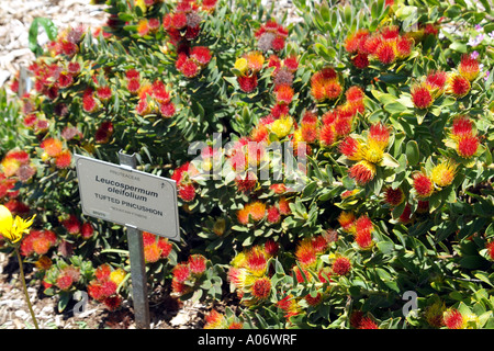 Le Protea Pincushion Leucospermum Oleifolium Jardin botanique de Kirstenbosch à Cape Town Afrique du Sud RSA Banque D'Images