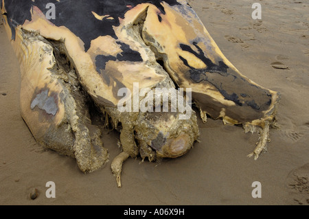 Rorqual commun Balaenoptera physalus rejetés morts à Camber Sands East Sussex UK Banque D'Images