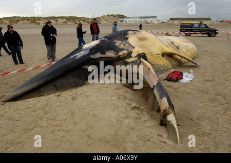 Rorqual commun Balaenoptera physalus rejetés morts à Camber Sands East Sussex UK Banque D'Images