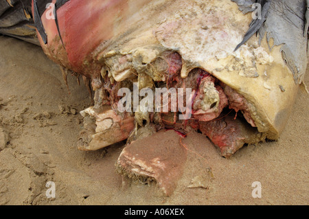 Rorqual commun Balaenoptera physalus rejetés morts à Camber Sands East Sussex UK Banque D'Images