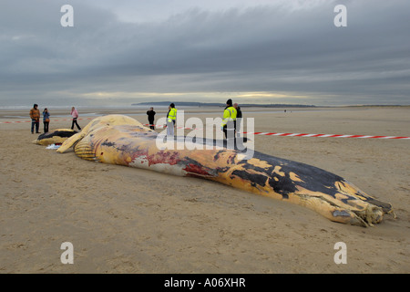 Rorqual commun Balaenoptera physalus rejetés morts à Camber Sands East Sussex UK Banque D'Images