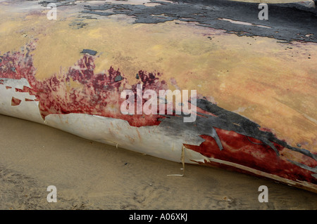 Rorqual commun Balaenoptera physalus rejetés morts à Camber Sands East Sussex UK Banque D'Images