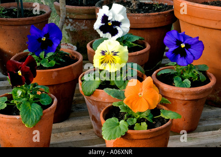 VIOLA X WITTROCKIANA GROUPE DE floraison d'hiver (PANSY) Banque D'Images