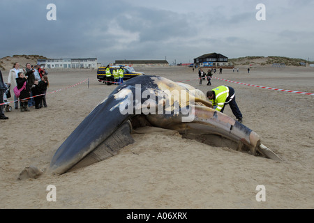 Rorqual commun Balaenoptera physalus rejetés morts à Camber Sands East Sussex UK Banque D'Images