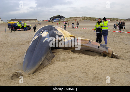 Rorqual commun Balaenoptera physalus rejetés morts à Camber Sands East Sussex UK Banque D'Images