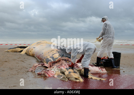 Les biologistes prélèvent des échantillons d'une baleine à nageoires (Balaenoptera physalus) lavée morte sur Camber Sands East Sussex UK Banque D'Images