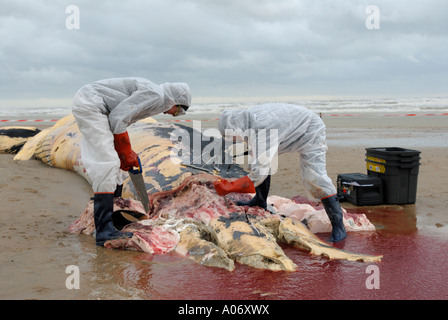 Les biologistes prélèvent des échantillons d'une baleine à nageoires (Balaenoptera physalus) lavée morte sur Camber Sands East Sussex UK Banque D'Images