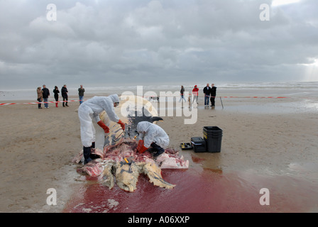 Les biologistes prélèvent des échantillons d'une baleine à nageoires (Balaenoptera physalus) lavée morte sur Camber Sands East Sussex UK Banque D'Images