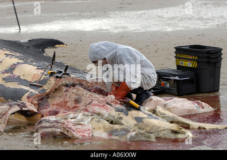 Les biologistes prélèvent des échantillons d'une baleine à nageoires (Balaenoptera physalus) lavée morte sur Camber Sands East Sussex UK Banque D'Images
