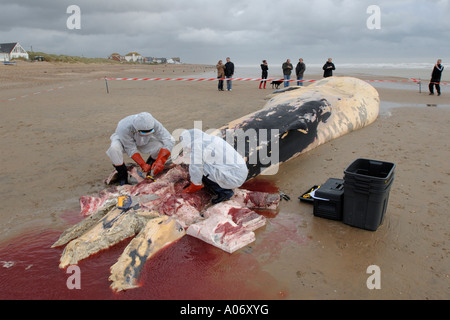 Les biologistes prélèvent des échantillons d'une baleine à nageoires (Balaenoptera physalus) lavée morte sur Camber Sands East Sussex UK Banque D'Images