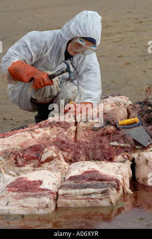 Les biologistes prélèvent des échantillons d'une baleine à nageoires (Balaenoptera physalus) lavée morte sur Camber Sands East Sussex UK Banque D'Images
