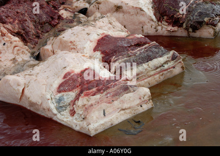 Les biologistes prélèvent des échantillons d'une baleine à nageoires (Balaenoptera physalus) lavée morte sur Camber Sands East Sussex UK Banque D'Images