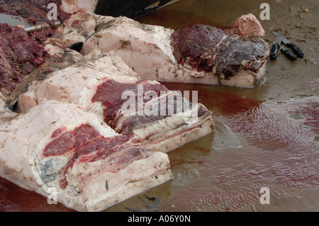 Les biologistes prélèvent des échantillons d'une baleine à nageoires (Balaenoptera physalus) lavée morte sur Camber Sands East Sussex UK Banque D'Images