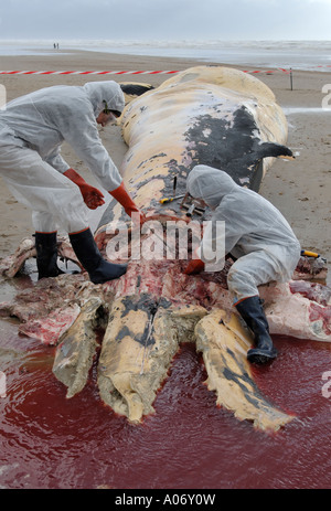 Les biologistes prélèvent des échantillons d'une baleine à nageoires (Balaenoptera physalus) lavée morte sur Camber Sands East Sussex UK Banque D'Images