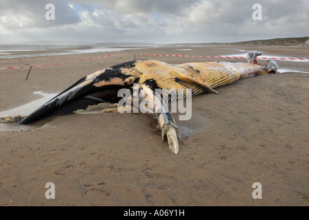 Les biologistes prélèvent des échantillons d'une baleine à nageoires (Balaenoptera physalus) lavée morte sur Camber Sands East Sussex UK Banque D'Images