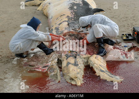 Les biologistes prélèvent des échantillons d'une baleine à nageoires (Balaenoptera physalus) lavée morte sur Camber Sands East Sussex UK Banque D'Images