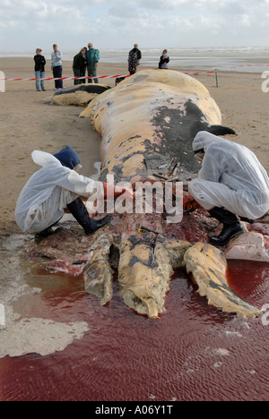 Les biologistes prélèvent des échantillons d'une baleine à nageoires (Balaenoptera physalus) lavée morte sur Camber Sands East Sussex UK Banque D'Images