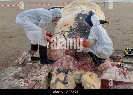 Les biologistes prélèvent des échantillons d'une baleine à nageoires (Balaenoptera physalus) lavée morte sur Camber Sands East Sussex UK Banque D'Images