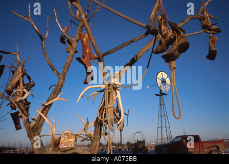 Bottes de cow-boy en arbre mort le sud de l'Alberta Canada Banque D'Images