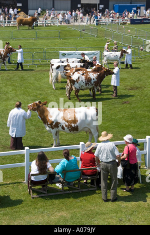 Farmers Livestock bétail jugeant l'arène et les anneaux de parades spectateurs sièges au Royal Cornwall Agricultural Summer Show Wadebridge Cornwall England UK Banque D'Images