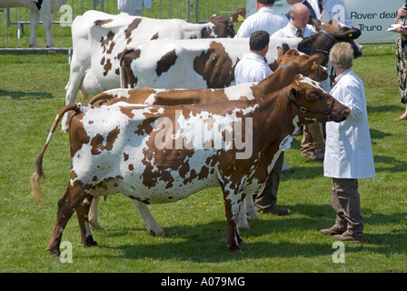 Le Royal Cornwall Show ring de jugement de bétail Banque D'Images