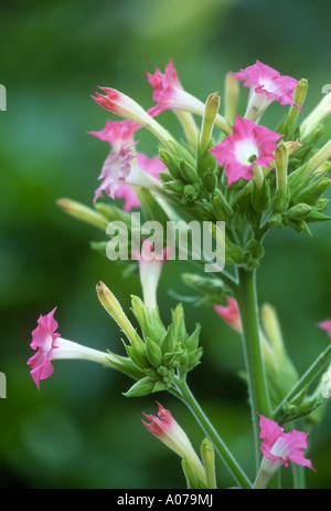 Fleurs de tabac Banque D'Images