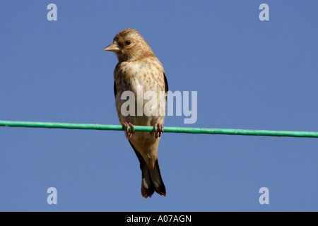 Chardonneret mineur, Carduelis carduelis, perché sur un lave-ligne dans un jardin, au Royaume-Uni. Banque D'Images