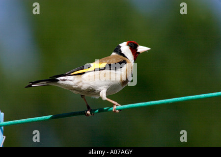 Chardonneret, Carduelis carduelis, perché sur un étendoir, UK Banque D'Images