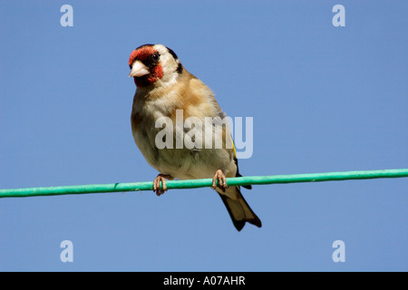 Chardonneret perché sur un étendoir, Carduelis carduelis Banque D'Images