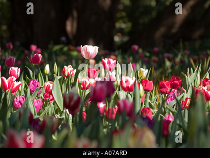 Parterre de couleur multi mixte et ensoleillée avec une ombre Tulipa Liliacées taller fièrement que le reste Banque D'Images