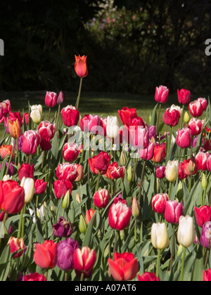 Parterre de couleur multi mixte et ensoleillée avec une ombre Tulipa Liliacées fier debout au-dessus du repos Banque D'Images