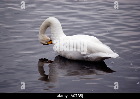 Cygne chanteur se lissant ses plumes à Martin simple dans le Lancashire North West England Banque D'Images