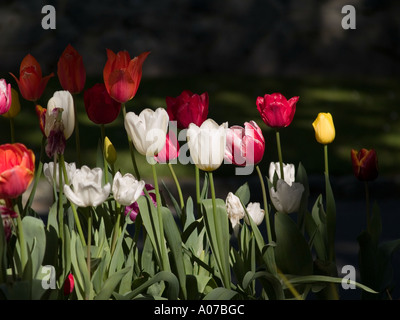 Parterre de couleur multi mixte Tulipa Liliacées sunlit contre l'ombre avec un stand out yellow bloom Banque D'Images