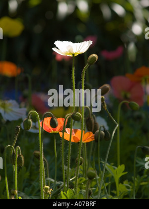 Translucide éclairée par le grand coquelicot Papaver debout au-dessus de la foule de coquelicots Banque D'Images