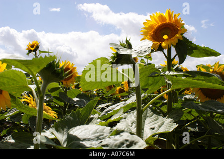 Le Tournesol noir growing in field pour un usage commercial, UK Banque D'Images