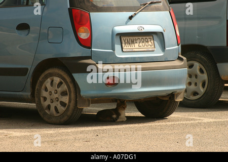 Stray Cat Kalives Crete Banque D'Images