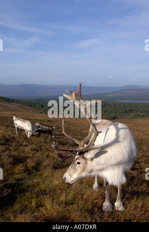 Le renne Rangifer tarandus Parc national de Cairngorms highlands Ecosse Banque D'Images